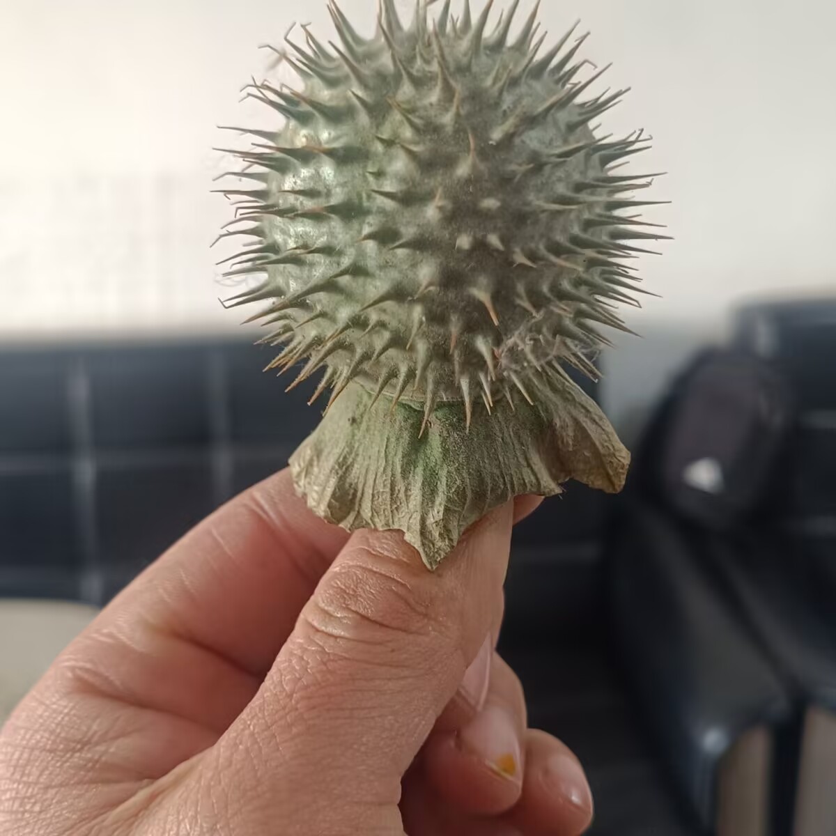 High-Quality Natural Dried Dat - Candle Making And Perfume 评论和价格