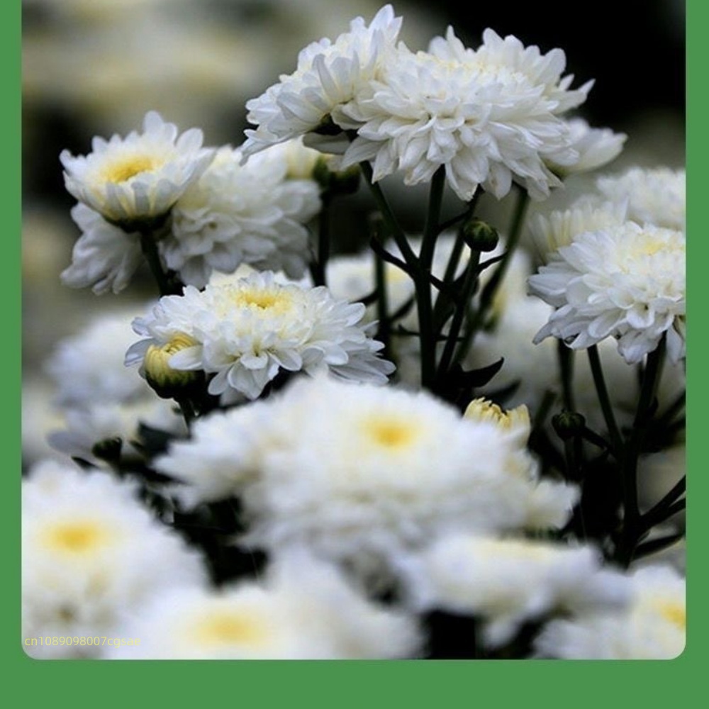 Natural Dried Flower Materials - Candle Making And Perfume 评论和价格